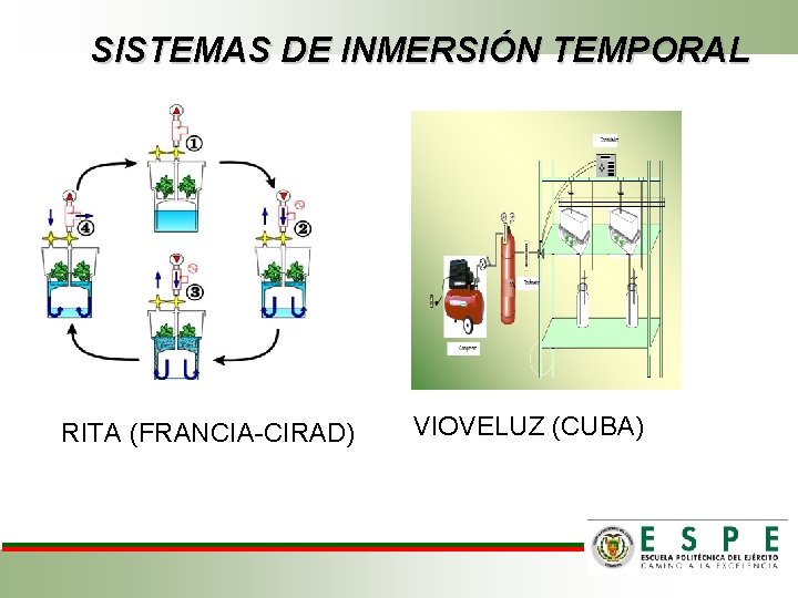 SISTEMAS DE INMERSIÓN TEMPORAL RITA (FRANCIA-CIRAD) VIOVELUZ (CUBA) 