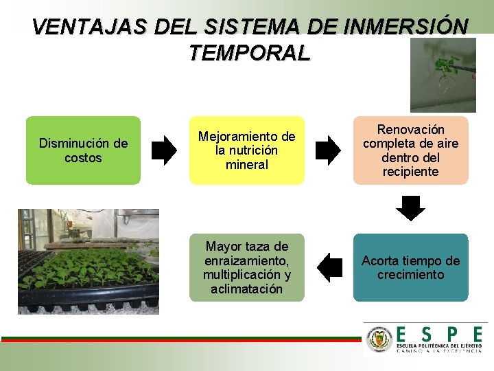 VENTAJAS DEL SISTEMA DE INMERSIÓN TEMPORAL Disminución de costos Mejoramiento de la nutrición mineral