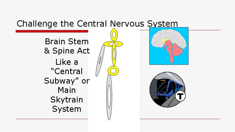 Challenge the Central Nervous System Brain Stem & Spine Act Like a “Central Subway”