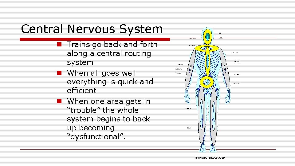 Central Nervous System n Trains go back and forth along a central routing system