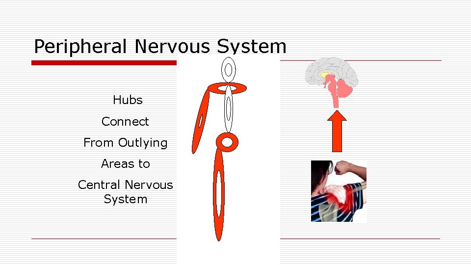 Peripheral Nervous System Hubs Connect From Outlying Areas to Central Nervous System 