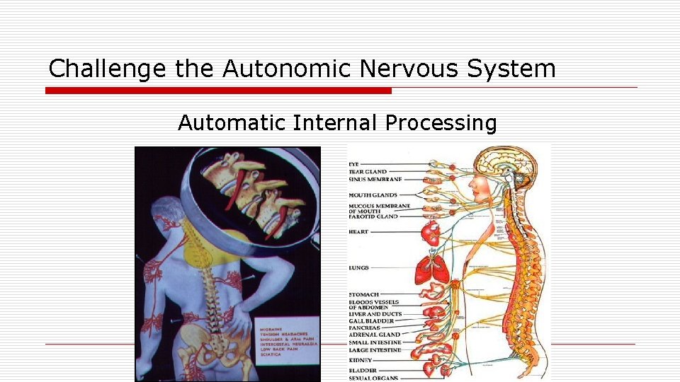 Challenge the Autonomic Nervous System Automatic Internal Processing 