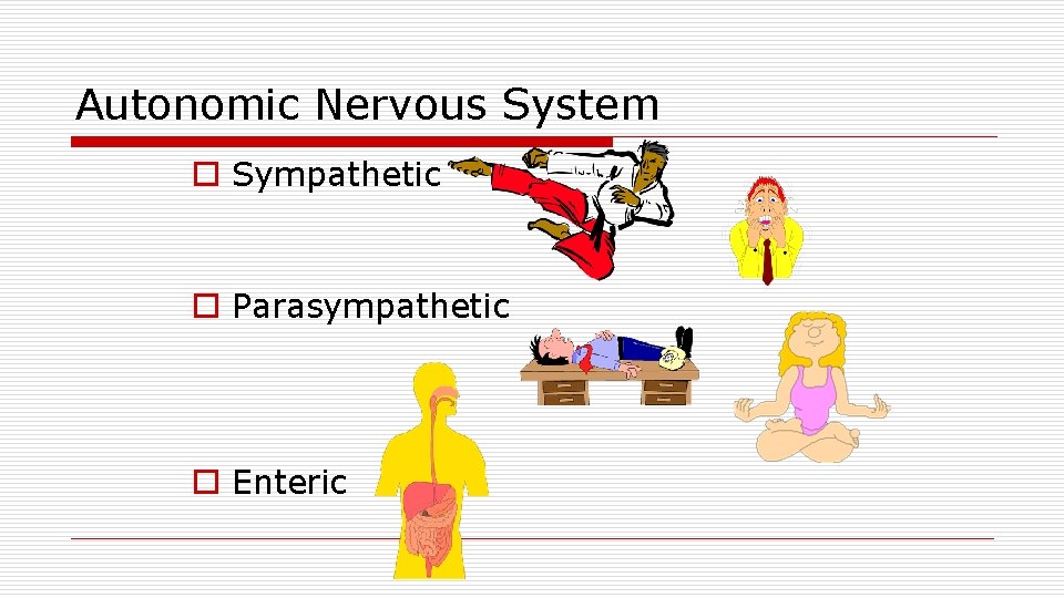 Autonomic Nervous System o Sympathetic o Parasympathetic o Enteric 