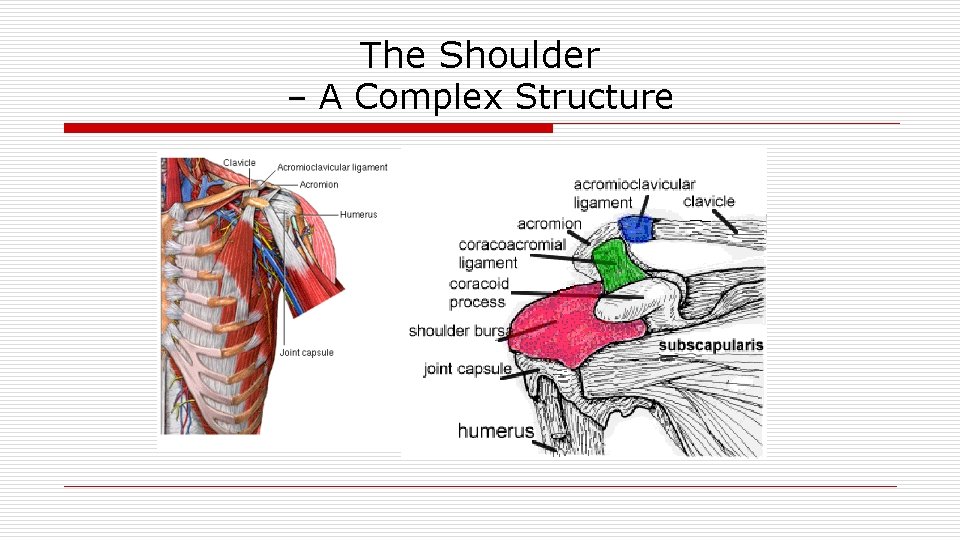 The Shoulder – A Complex Structure 