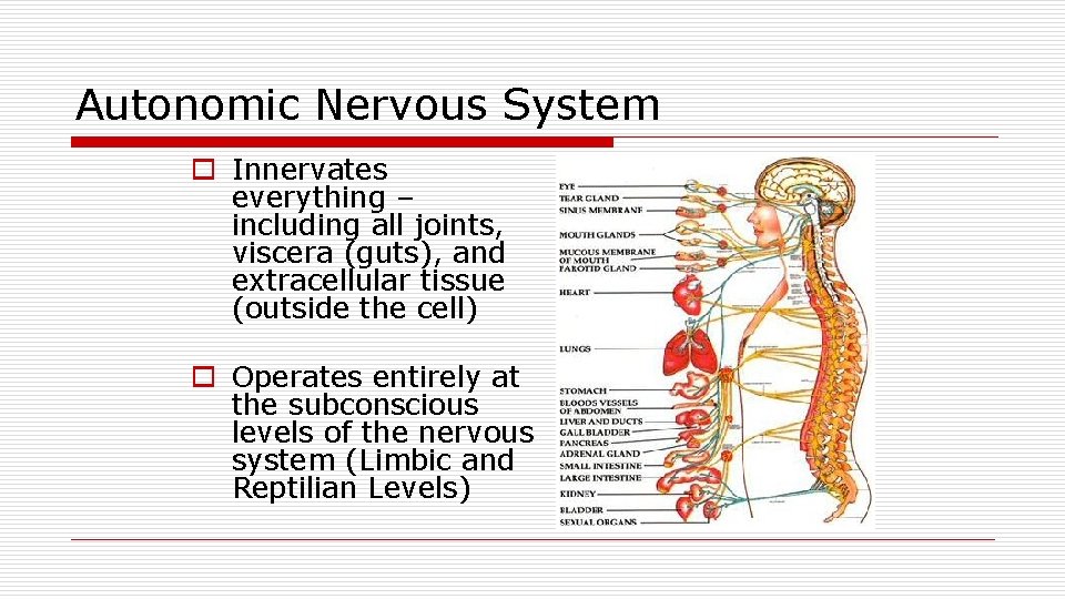 Autonomic Nervous System o Innervates everything – including all joints, viscera (guts), and extracellular