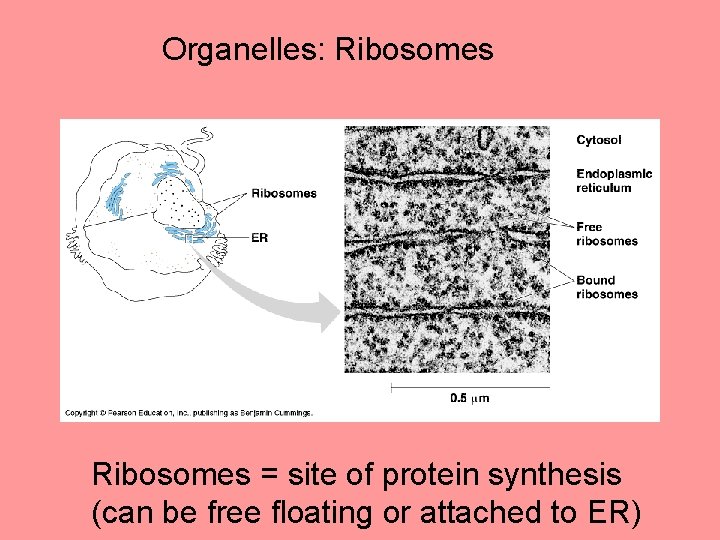 Organelles: Ribosomes = site of protein synthesis (can be free floating or attached to Organelles: Ribosomes = site of protein synthesis (can be free floating or attached to