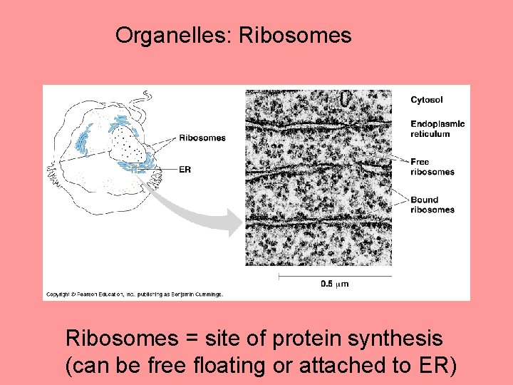 Organelles: Ribosomes = site of protein synthesis (can be free floating or attached to