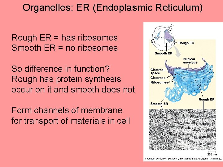 Organelles: ER (Endoplasmic Reticulum) Rough ER = has ribosomes Smooth ER = no ribosomes