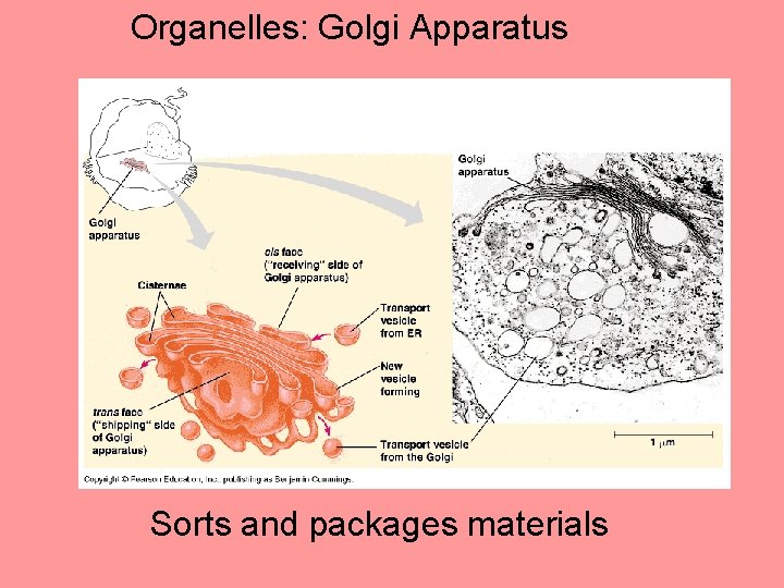 Organelles: Golgi Apparatus Sorts and packages materials 