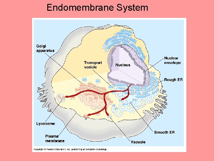 Endomembrane System Endomembrane System
