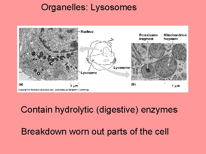 Organelles: Lysosomes Contain hydrolytic (digestive) enzymes Breakdown worn out parts of the cell 