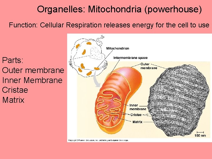 Organelles: Mitochondria (powerhouse) Function: Cellular Respiration releases energy for the cell to use Parts: Organelles: Mitochondria (powerhouse) Function: Cellular Respiration releases energy for the cell to use Parts: