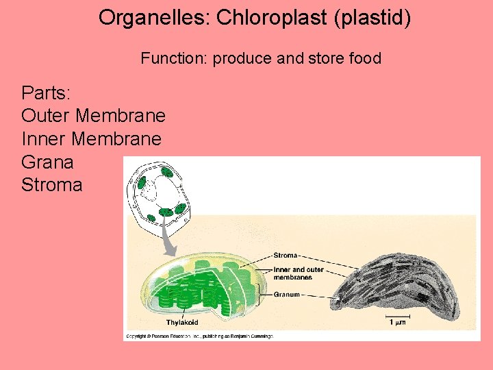 Organelles: Chloroplast (plastid) Function: produce and store food Parts: Outer Membrane Inner Membrane Grana