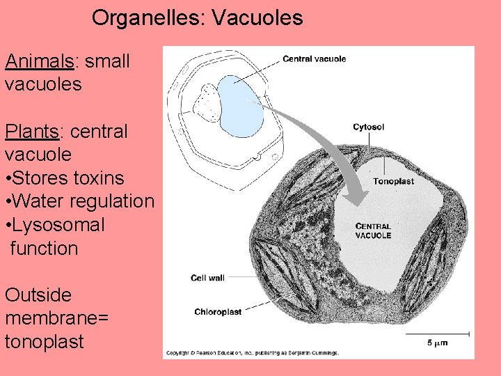 Organelles: Vacuoles Animals: small vacuoles Plants: central vacuole • Stores toxins • Water regulation