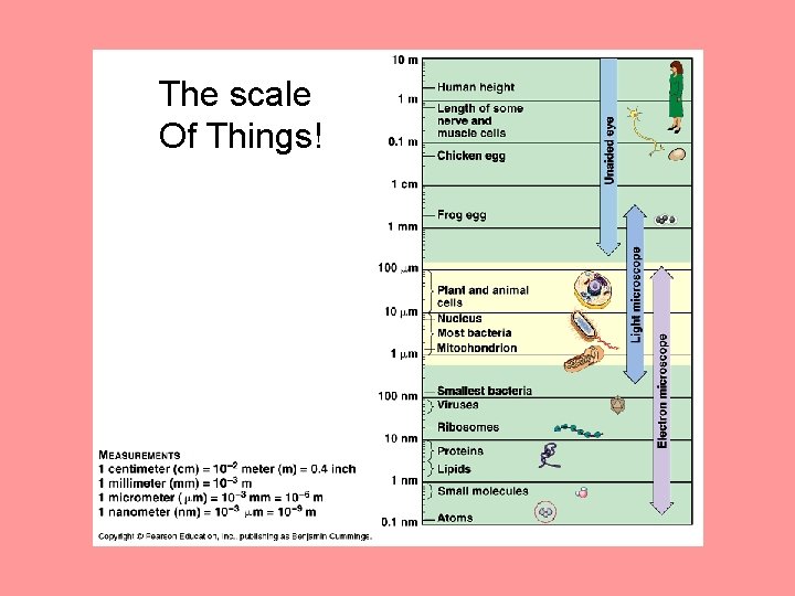 The scale Of Things! The scale Of Things!