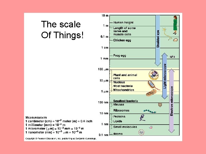 The scale Of Things! 