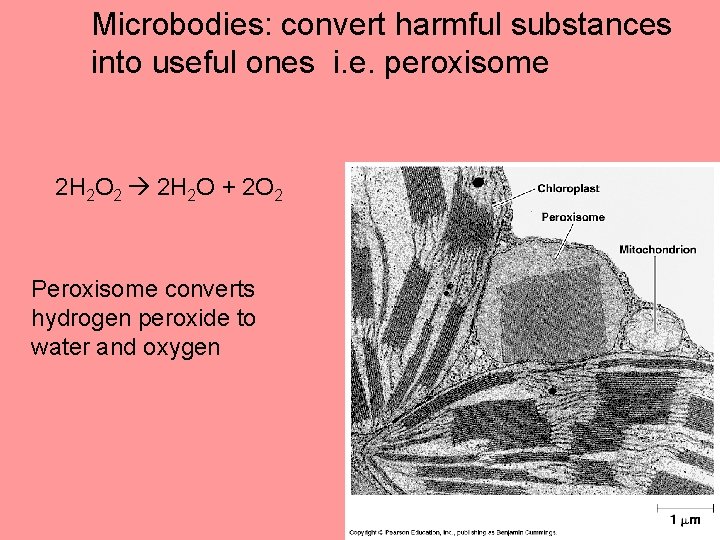 Microbodies: convert harmful substances into useful ones i. e. peroxisome 2 H 2 O