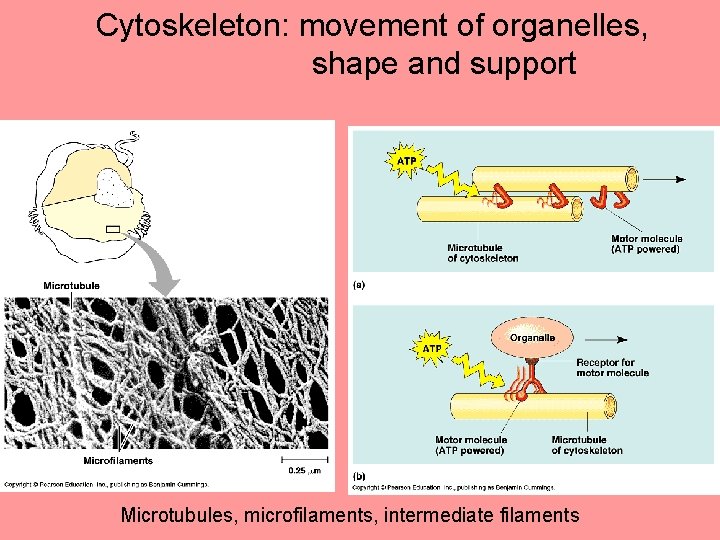 Cytoskeleton: movement of organelles, shape and support Microtubules, microfilaments, intermediate filaments 