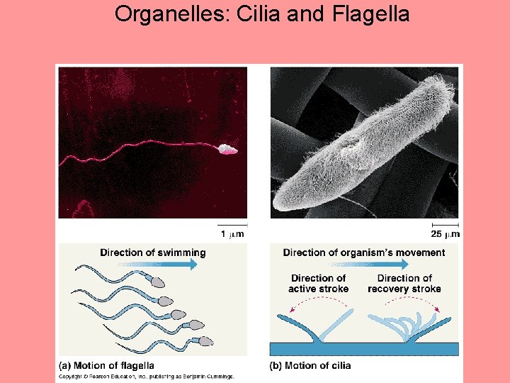 Organelles: Cilia and Flagella 