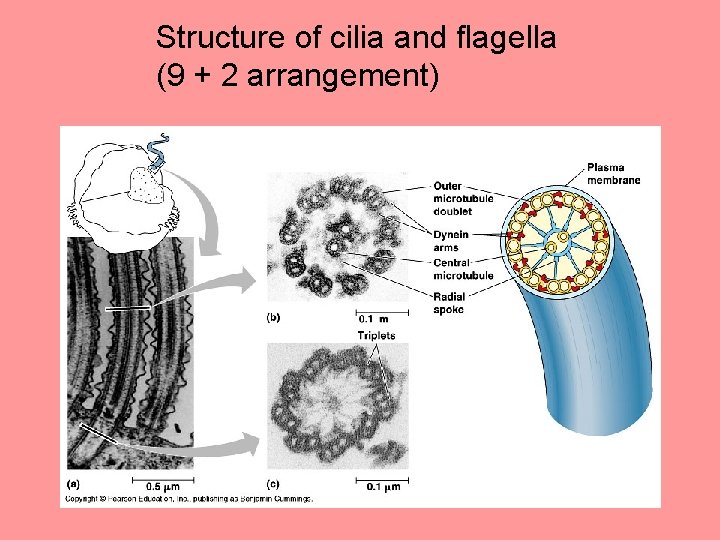 Structure of cilia and flagella (9 + 2 arrangement) Structure of cilia and flagella (9 + 2 arrangement)