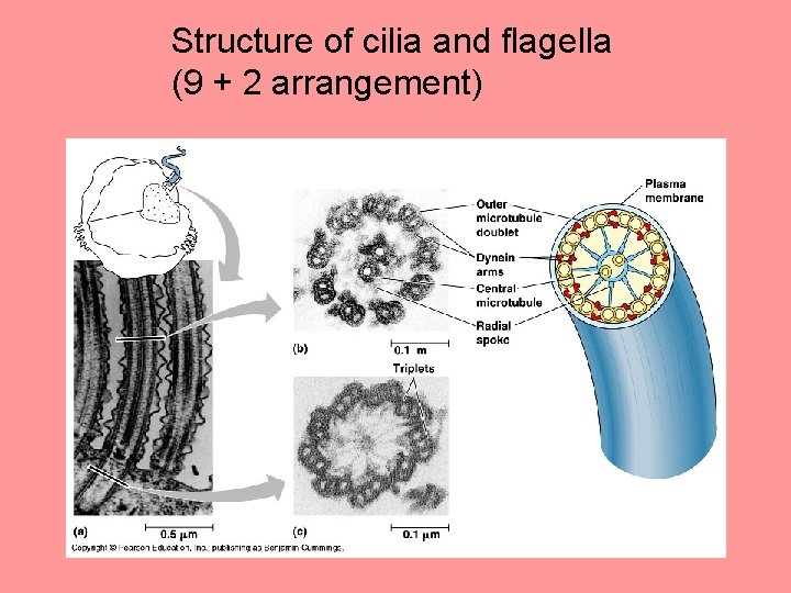 Structure of cilia and flagella (9 + 2 arrangement) 