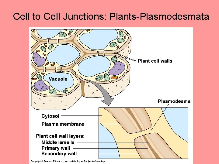 Cell to Cell Junctions: Plants-Plasmodesmata 