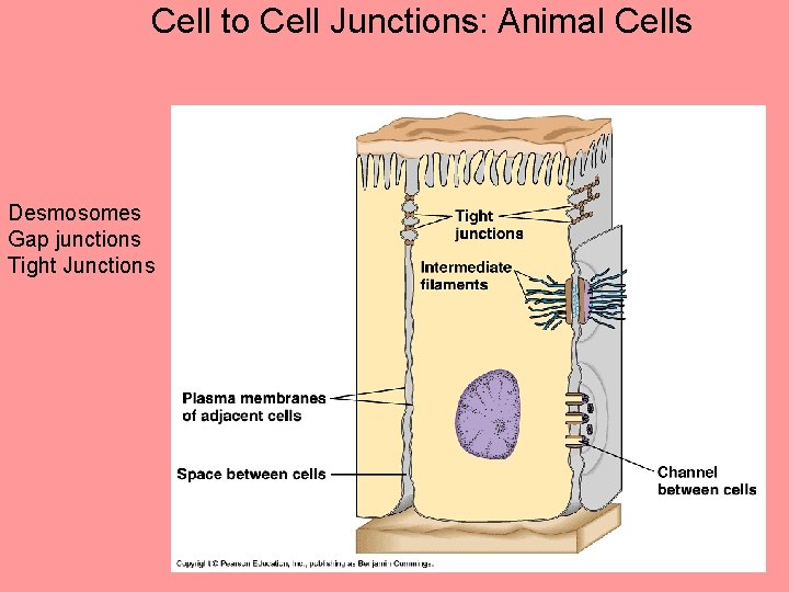 Cell to Cell Junctions: Animal Cells Desmosomes Gap junctions Tight Junctions 