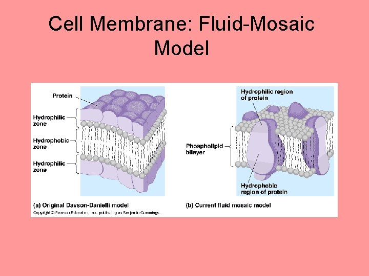 Cell Membrane: Fluid-Mosaic Model Cell Membrane: Fluid-Mosaic Model