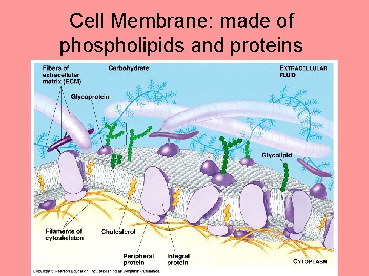 Cell Membrane: made of phospholipids and proteins 