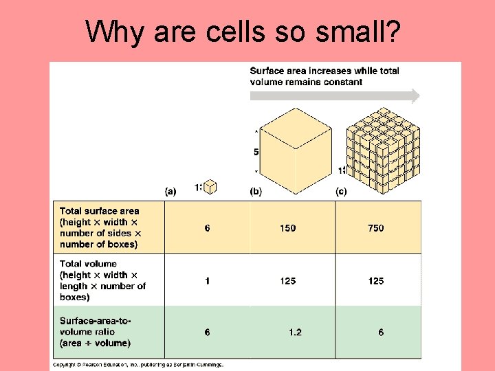Why are cells so small? 