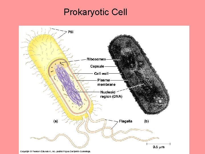 Prokaryotic Cell Prokaryotic Cell