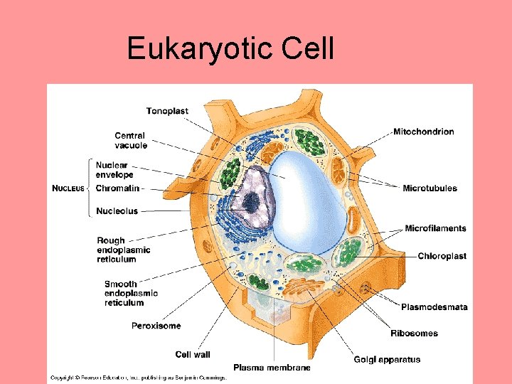 Eukaryotic Cell Eukaryotic Cell