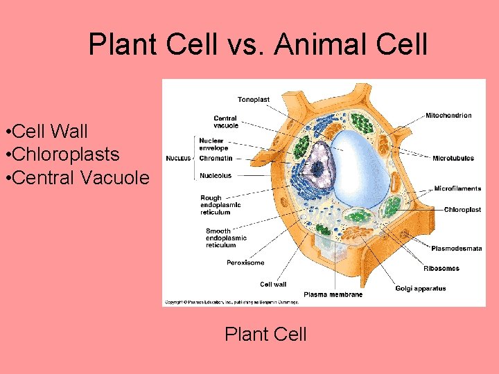Plant Cell vs. Animal Cell • Cell Wall • Chloroplasts • Central Vacuole Plant Plant Cell vs. Animal Cell • Cell Wall • Chloroplasts • Central Vacuole Plant