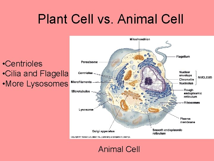 Plant Cell vs. Animal Cell • Centrioles • Cilia and Flagella • More Lysosomes