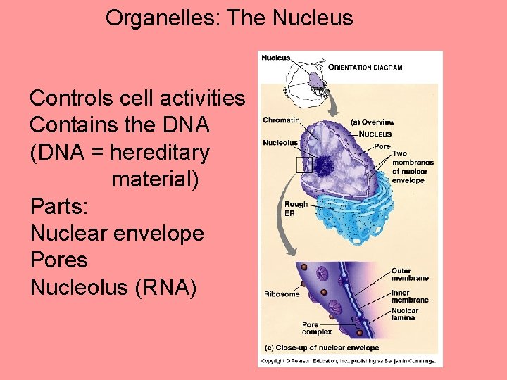 Organelles: The Nucleus Controls cell activities Contains the DNA (DNA = hereditary material) Parts: