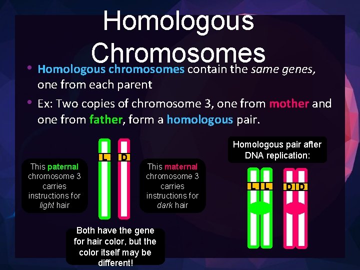 Homologous Chromosomes • Homologous chromosomes contain the same genes, • one from each parent