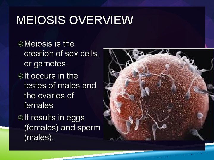MEIOSIS OVERVIEW Meiosis is the creation of sex cells, or gametes. It occurs in