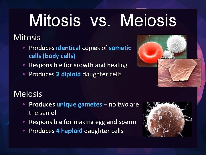 Mitosis vs. Meiosis Mitosis • Produces identical copies of somatic cells (body cells) •