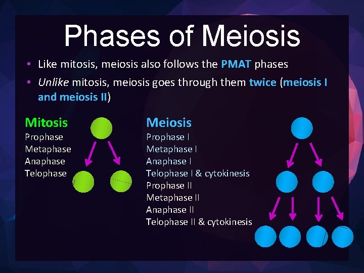 Phases of Meiosis • Like mitosis, meiosis also follows the PMAT phases • Unlike