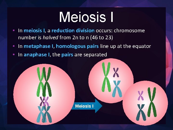 Meiosis I • In meiosis I, a reduction division occurs: chromosome number is halved