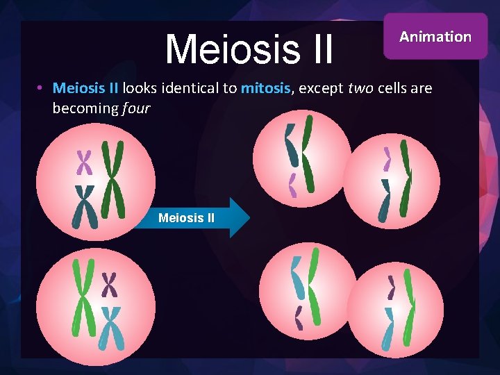 Meiosis II Animation • Meiosis II looks identical to mitosis, except two cells are