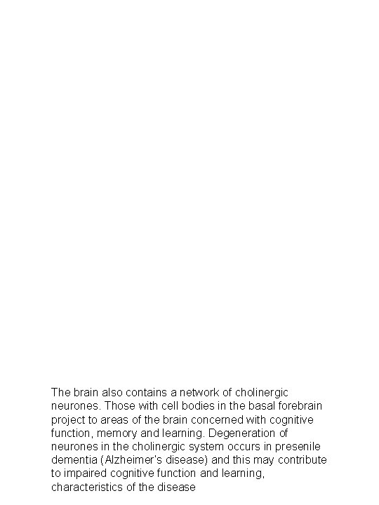 The brain also contains a network of cholinergic neurones. Those with cell bodies in