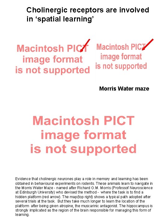 Cholinergic receptors are involved in ‘spatial learning’ Morris Water maze Evidence that cholinergic neurones