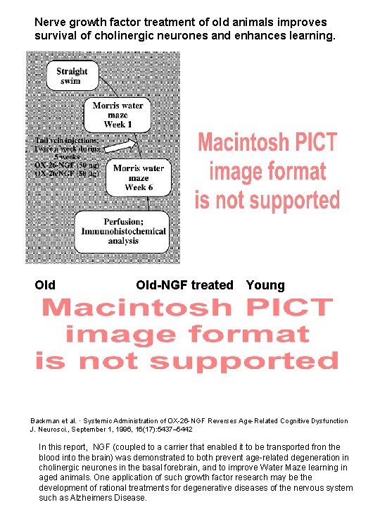 Nerve growth factor treatment of old animals improves survival of cholinergic neurones and enhances