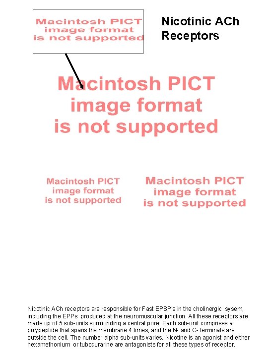 Nicotinic ACh Receptors Nicotinic ACh receptors are responsible for Fast EPSP’s in the cholinergic