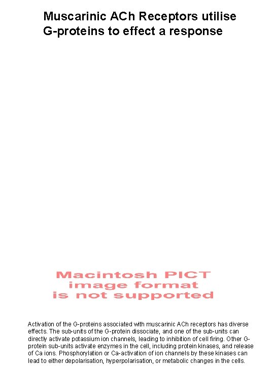 Muscarinic ACh Receptors utilise G-proteins to effect a response Activation of the G-proteins associated