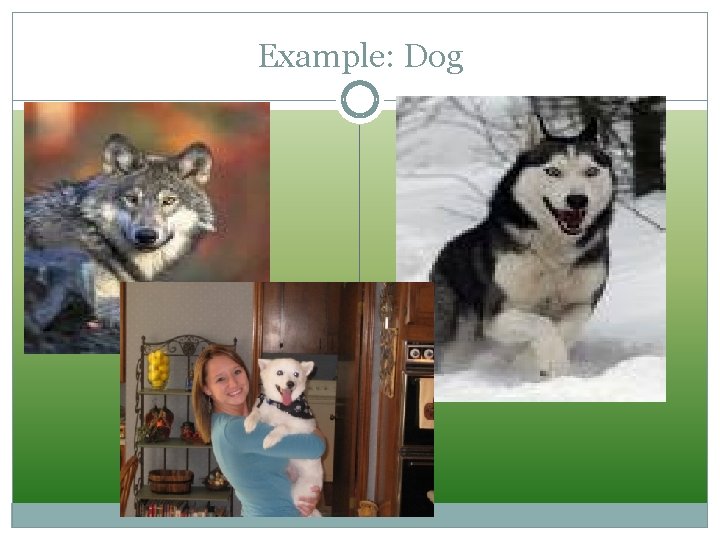 Example: Dog 