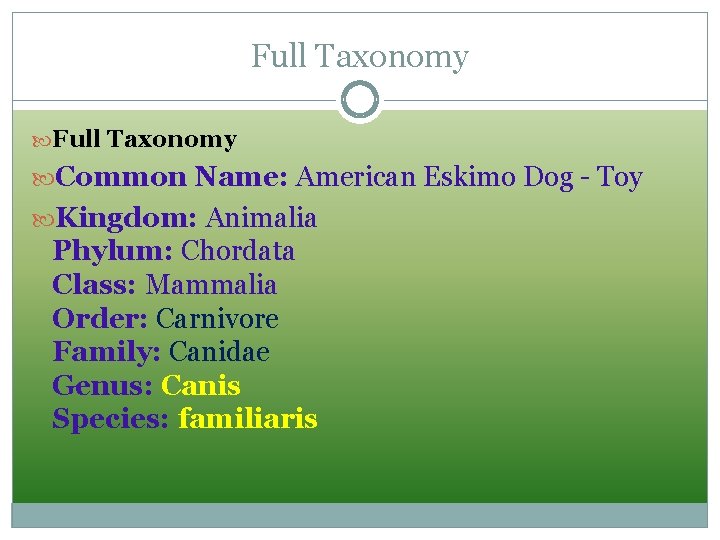 Full Taxonomy Common Name: American Eskimo Dog - Toy Kingdom: Animalia Phylum: Chordata Class: