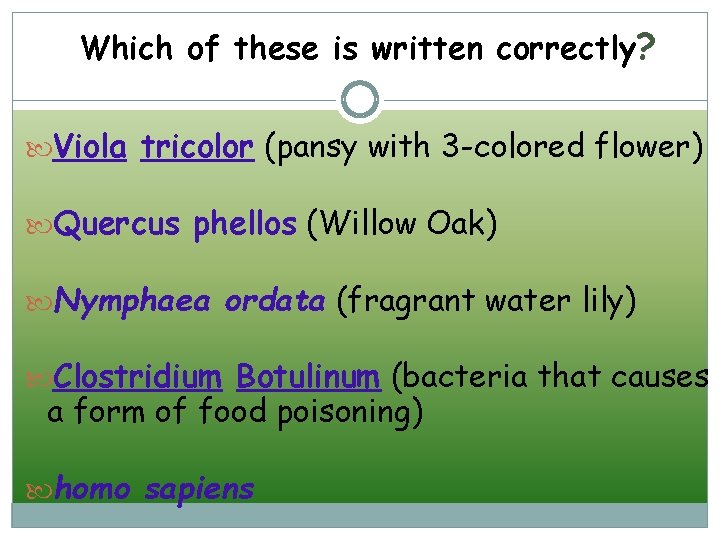 Which of these is written correctly? Viola tricolor (pansy with 3 -colored flower) Quercus