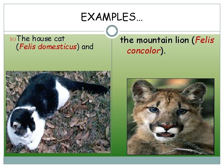 EXAMPLES… The house cat (Felis domesticus) and the mountain lion (Felis concolor). 